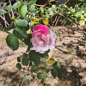 Meet your Posher, Miles